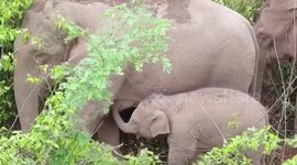 Rare footage of wild Asian elephant breastfeeding baby