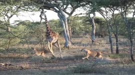Brit tourist captures rare moment pride of lions take down giraffe in Tanzania