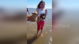 Watch two chihuahuas try air swimming on Lancashire beach for the first time