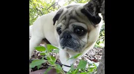 Pug loses his snack to a cat and looks pretty sad about that