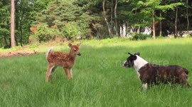 Killer and Bambi Dancing on Green Grass