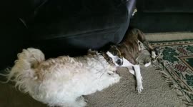 Puppy fight!
