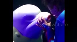 Shocking video shows Chinese animal trainer daub lipstick on beluga whale
