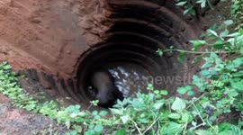 Elephant calf falls into well in Odisha, rescued after 4-hr long operation