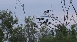 Squabbling storks in a tree after sunset.