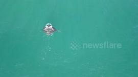 Graceful manta ray captured by aerial drone camera off Queensland coast