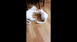 Cats wrestling.