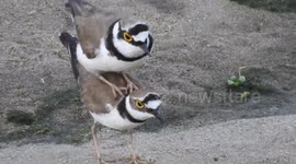 Plovers copulating