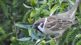 sparrow eating worm