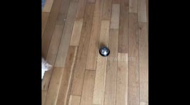 Chihuahua ringing a bell on command
