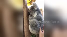 Watch a cute koala bear perk up its head and go right back to sleep while being petted