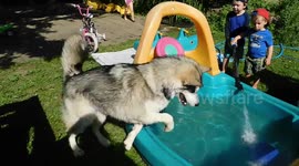 Alaskan Malamute Puppy Splash Water Fun Madness