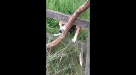 Determined staffy dog can’t get the stick