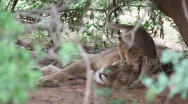 DSLR RAW footage-Playful LION CUB annoying his mom and aunties