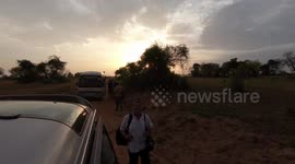 Tour Bus Breaks Down next to Male Lion!!