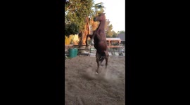 Horse playfully hops around in his pen like a big puppy