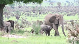 DSLR RAW footage Elephant mom with injured trunk and baby