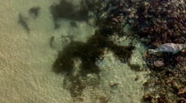 Seal Chasing Large Group of Leopard Sharks