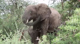 DSLR RAW footage Elephant dusting itself and baby copies