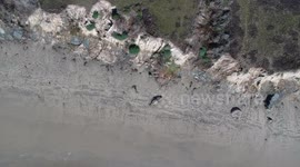 Aerial Zoom-Out Shot of Elephant Seal on Beach