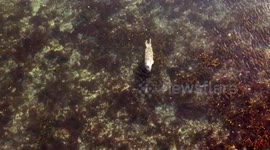 Seal Chasing Leopard Sharks