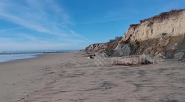 Three Elephant Seals (Aerial Flyover)