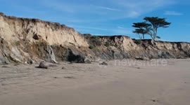 Elephant Seal Sleeping on Beach