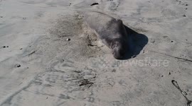 Elephant Seal waking up on the beach.