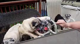 Adorable family of pugs enjoy watermelon feast