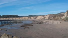 Elephant Seal Barking on Beach