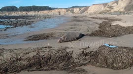 Aerial circling shot of Elephant Seal napping on beach