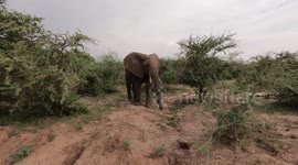 GoPro Cute baby elephant looks at camera and wiggles ears and more upclose Elephants