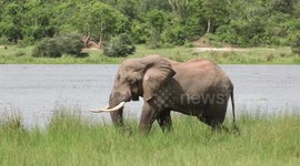 Raw footage shows elephants at Uganda national park