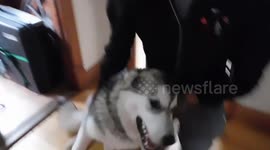 Alaskan Malamute Puppy Overjoyed Welcome Home Papa
