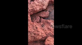 Sassy crab does cut-throat gesture to camera