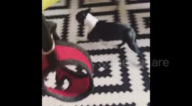 This is the only dog in the world to hate walkies