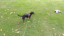 Dachshund doesn't know how to deal with a dead pigeon