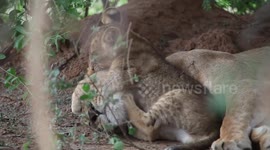 Candid footage shows lion cub that won't leave its mum alone