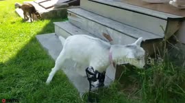 Little goat whose legs were chewed off runs for the first time