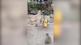 Angry monkey mum shakes baby off rocking horse