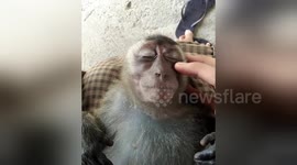 Blissed-out macaque kicks back and enjoys a head massage