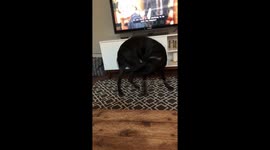 Silly dog chases tail