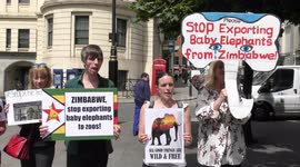 Protest against the Zimbabwe Live Baby Elephants Trade to Zoos Worldwide