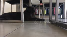 Want to see a cat pant like a dog?