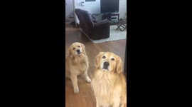 Golden retriever doesn't want to give the ball back
