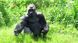 Silverback gorilla catches tomato like a pro