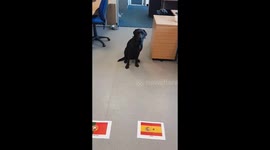 Mollie predicts the outcome of #PortugalVsSpain for later today at #WorldCup