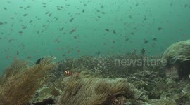Scuba Diving in Raja Ampat, West Papua, Indonesia