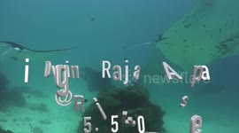 A day of diving in Raja Ampat
