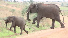 Elephant family with babies eats and the crosses the road